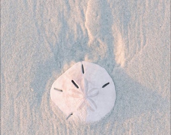 Sand Dollar Print, Beach Treasure, Archival Paper