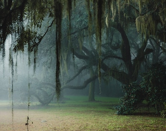 Mysteries in the Fog, Charles Towne Landing