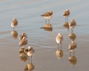 Birds in the Surf, Sullivans Island