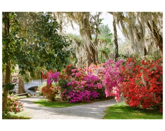 Magnolia Gardens in Spring Bloom