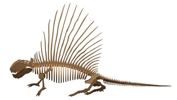 anatomically correct t rex