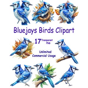 May include: A collection of watercolor blue jay bird clipart images. The birds are depicted in various poses, some perched on branches or nests, with detailed blue, white, and black feathers. Text reads "Bluejays Birds Clipart", "17 Transparent PNG", and "Unlimited Commercial Usage."