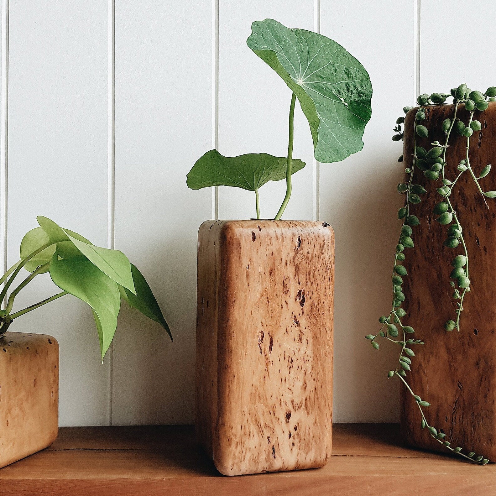 Vase de Tige Bois Dur Australien Pod - Moyen