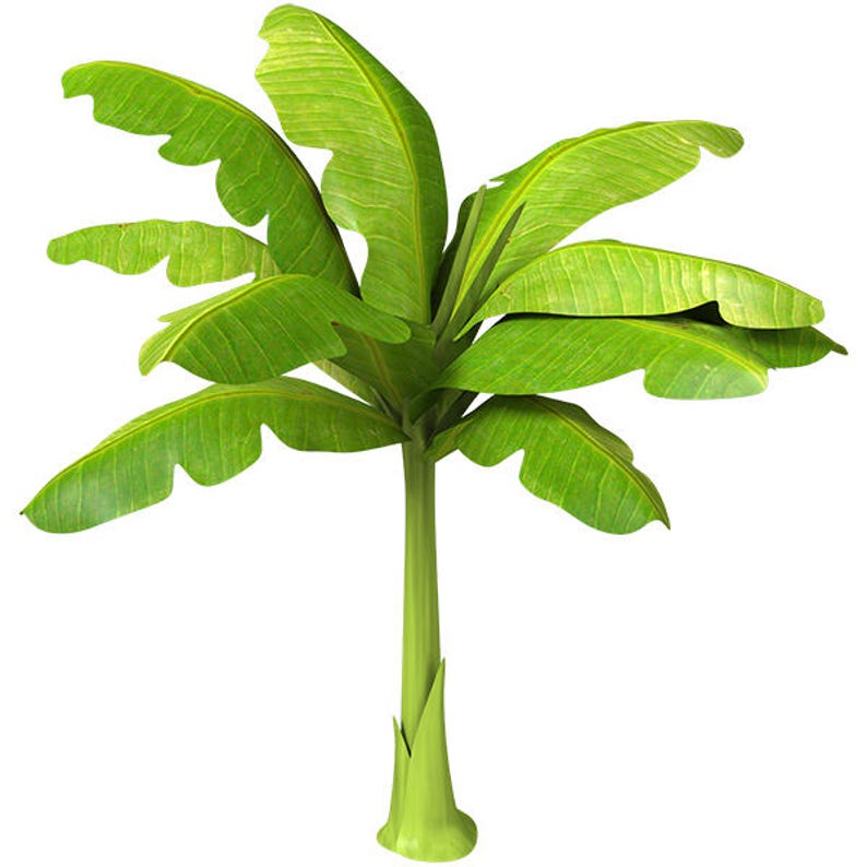 Wall decals banana tree A526 Etsy