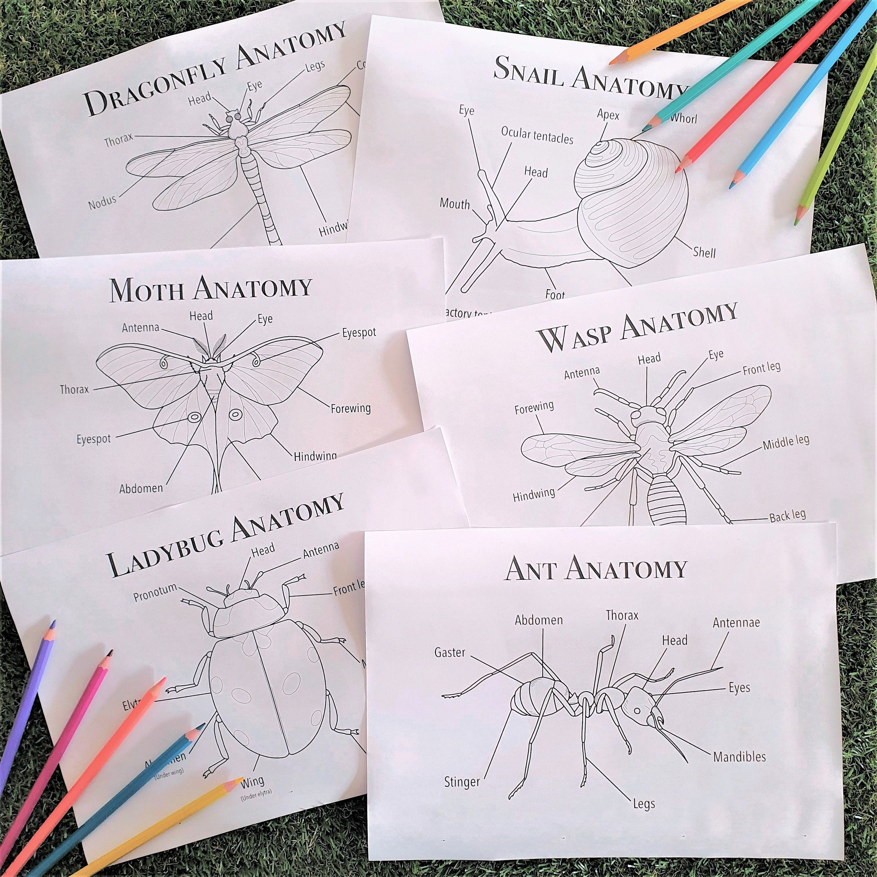Insect Anatomy learning &amp; colouring in | Etsy