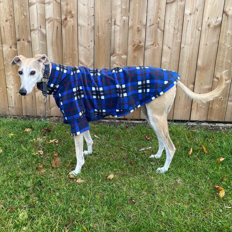 May include: A light-colored dog wearing a blue, black, and white plaid fleece dog coat. The dog is standing on green grass in front of a wooden fence. The coat has a high collar and covers the dog's back and legs.