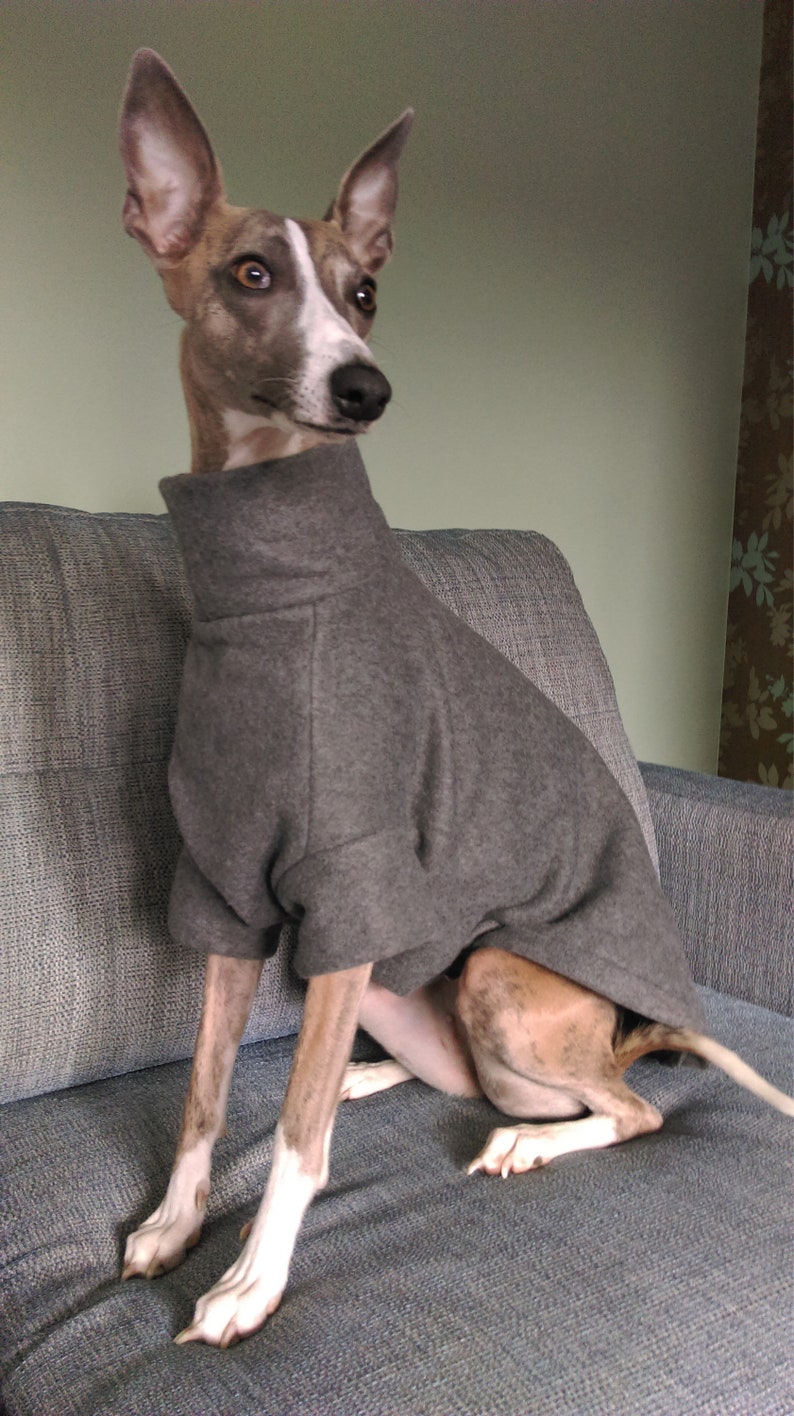 May include: A grey dog sweater with a high neck, worn by a small, brown and white dog sitting on a grey couch.