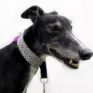 Blue penguins Greyhound martingale collar 1.5 bird sighthound collar, penguins whippet collar image 8