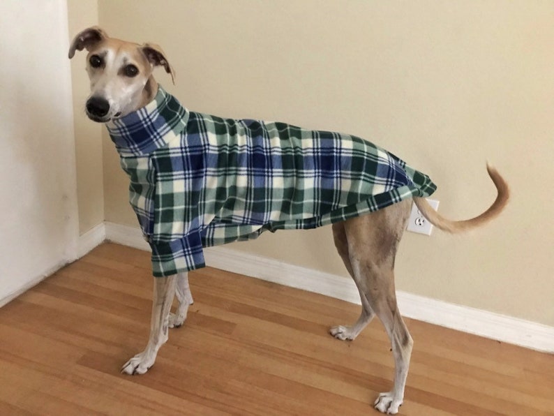 May include: A tan and white dog wearing a green, blue, and white plaid fleece shirt. The dog is standing on a wooden floor.