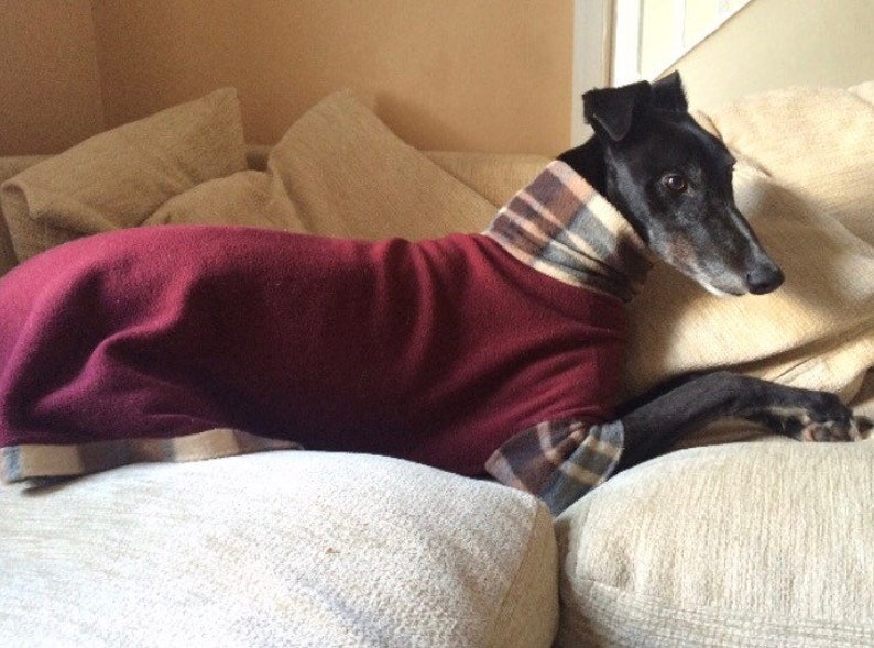 May include: A black dog wearing a burgundy sweater with plaid trim, resting on a beige couch. The dog is a greyhound or similar breed, with a long snout and alert expression. The sweater covers the dog's body, providing warmth.