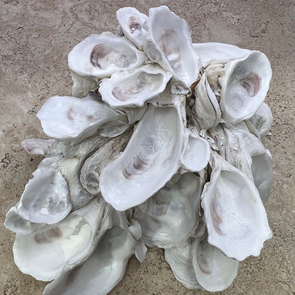 Oyster Shell Cluster, Beach Decor, Beach Wedding, Nautical Theme, Home Decor, Clusters, Natural Oyster Shell,