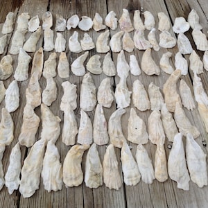 100 Oyster Shells from the Lowcountry, Beaufort  South Carolina