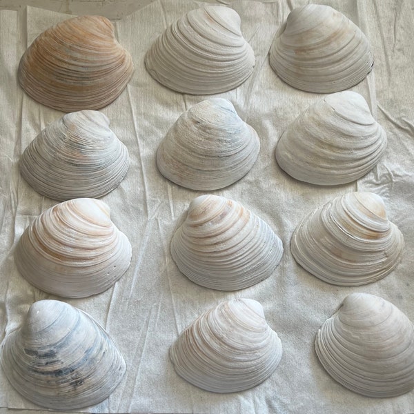 Large Clam Shells Etsy