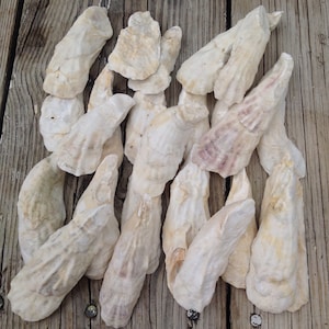 25 Oyster Shells from the Lowcountry Beaufort, South Carolina.