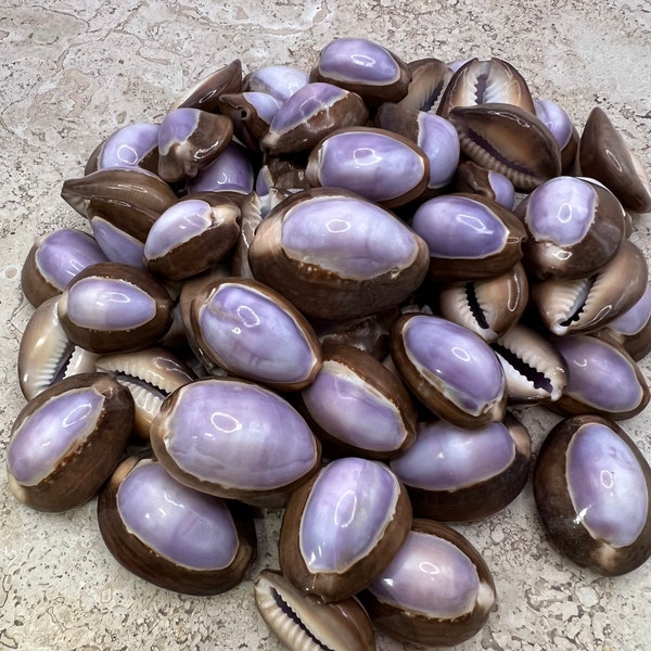 Purple Top Cowrie Shells, Snakehead Cowrie Shells, Craft Shells, Beach Decor, Home Decor, Beach Wedding, DIY Shells,