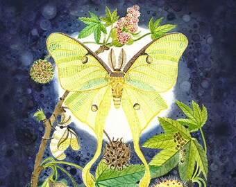 Luna Moth, Metamorphosis and Sweetgum, Watercolor/Painting/Art Print, Entomology Bug Insect Nursery Science Art, Green Moon Moth Classroom