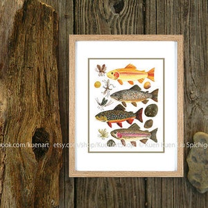 Trout & Water Bugs Art Print, Fish Decor, Watercolor Painting ...