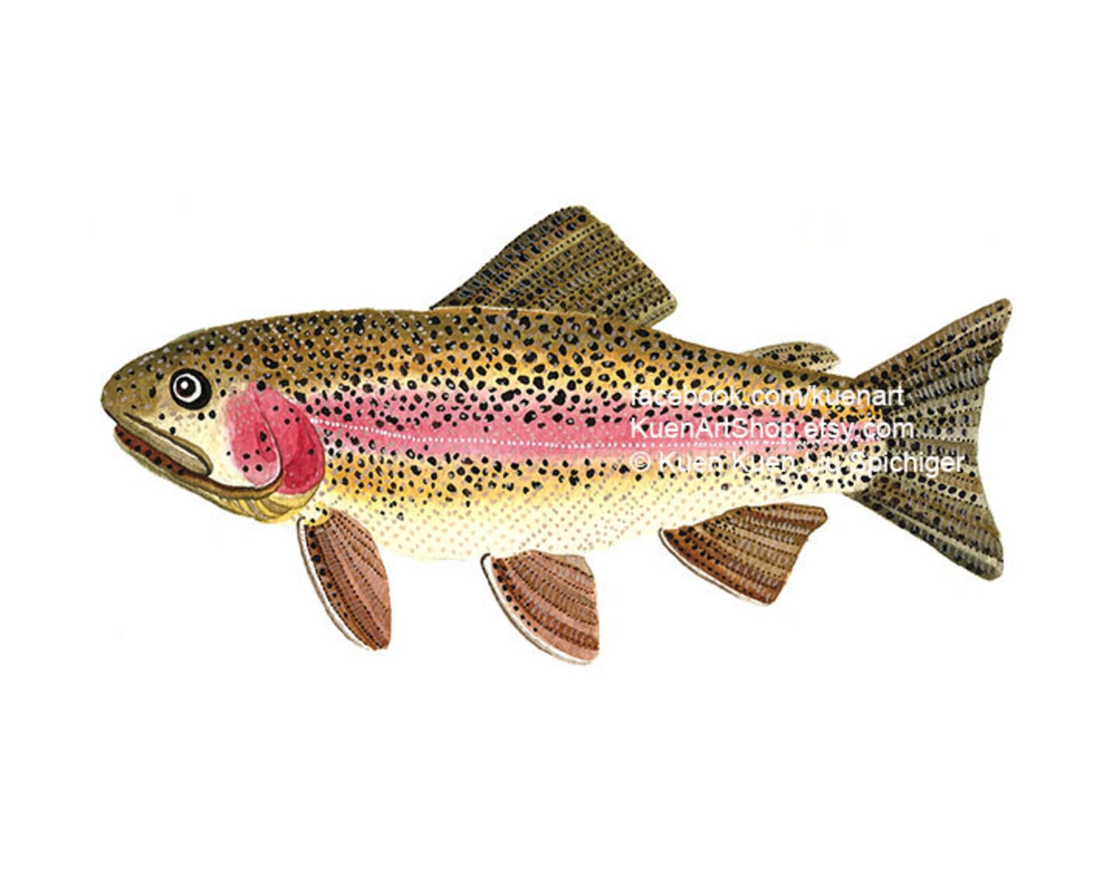 Rainbow Trout Art Print Watercolor Painting Scientific Etsy