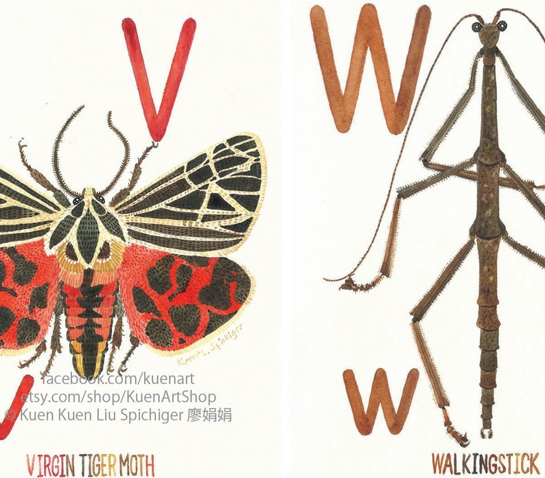 A-Z Insect Alphabet Poster 8x10 Digital Download INSTANT DOWNLOAD
