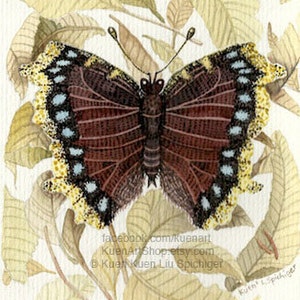 Mourning Cloak Butterfly Watercolor/Painting/Art Print, Entomology Bug Insect Science Nursery Art, Spring Butterfly, Brown Blue Yellow