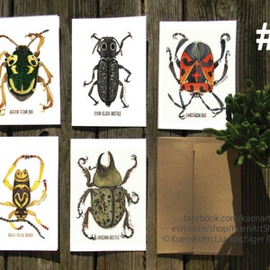 Set of 5 Insect Greeting Cards, Nature Cards, Moths, Butterflies, Beetles, Bees