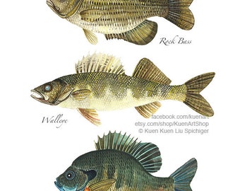 Rock Bass Walleye Bluegill Sunfish Art Print, Freshwater Fish, River Fish, Watercolor Painting, Home Wall Decoration Pennsylvania Fish