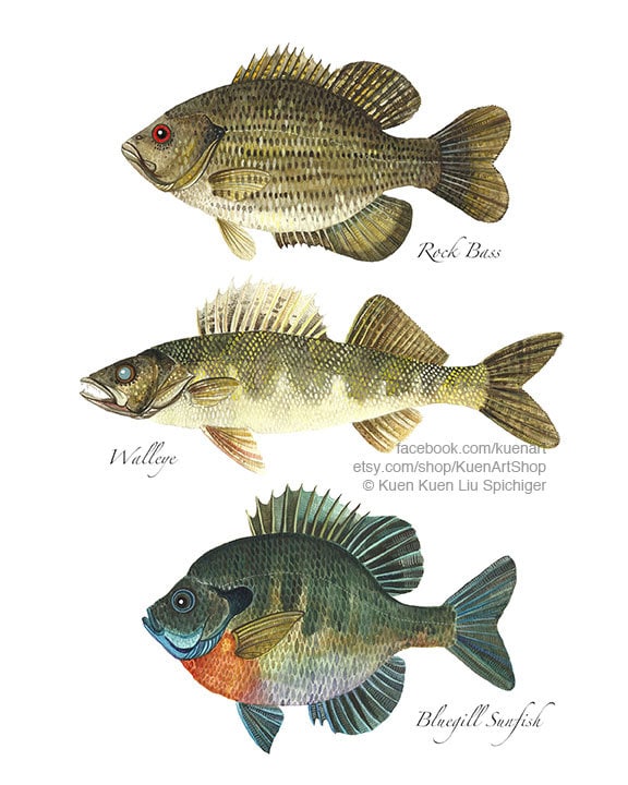 Rock Bass Walleye Bluegill Sunfish Art Print, Freshwater Fish, River Fish,  Watercolor Painting, Home Wall Decoration Pennsylvania Fish