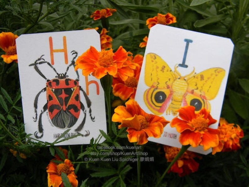 ABC Alphabug Cards, the Alphabet of Bugs Flash Cards AZ, Insect