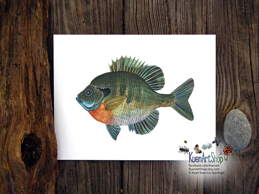 Fish Art Print & Original, Bluegill, Brook Trout, Brown Trout, Coho Salmon,  Golden Rainbow, Rainbow, Rock Bass, Walleye, Yellow Perch