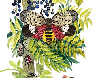 Spotted Lanternfly (Lycorma delicatula) Metamorphosis and the Hosts: Tree of Heaven, Blackberries & Wild Grapes, Watercolor Entomology Art