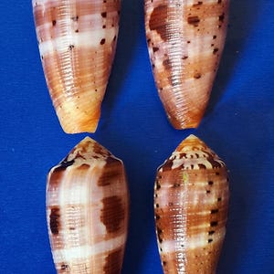 Peut inclure: Quatre coquillages coniques aux teintes marron, blanches et orangées. Les coquillages présentent une surface texturée avec des taches et des rayures brun foncé. Le fond est bleu uni.