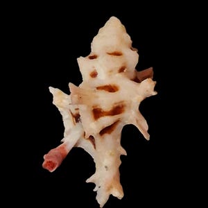 Op de afbeelding: Een crèmekleurige murex-schelp met een stekelige, onregelmatige structuur en een puntige top. De schelp heeft meerdere uitstekende stekels en diepe, donkerbruine holtes tussen de ribbels, met een opvallende rood-roze punt op één van de stekels.