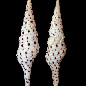 Pode incluir: Duas conchas marinhas alongadas e em espiral com um ápice pontiagudo e uma base estreita. As conchas são de cor branco-sujo e apresentam um padrão repetitivo de manchas retangulares castanho-escuras dispostas em filas horizontais.