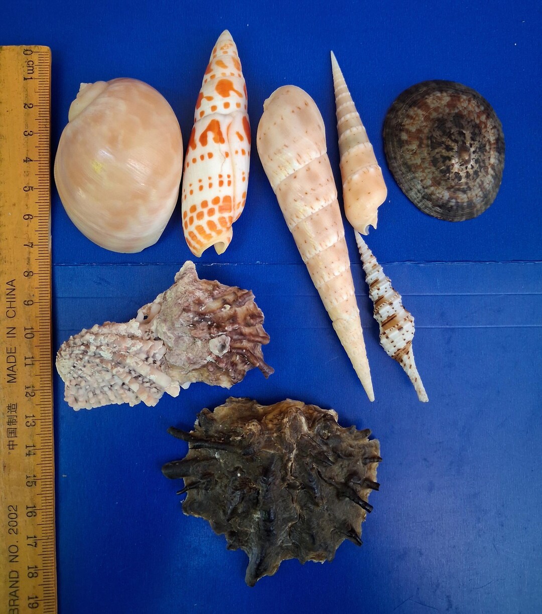 Shells Nice One Selected Sea Shells Attracted Pattern, Nice for Craft Decor, Superb - Etsy