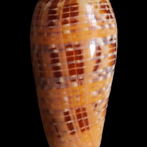 Peut inclure: Un coquillage conique avec une pointe, présentant un mélange de teintes orange, marron et blanc. La surface de la coquille présente un motif quadrillé, créant un aspect texturé. Le fond est noir uni.