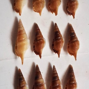 Peut inclure: Douze coquillages bruns et beiges disposés en trois rangées de quatre. Les coquillages ont une forme en spirale avec une extrémité pointue. Les couleurs varient du beige clair au brun foncé, certains coquillages ayant un éclat nacré.