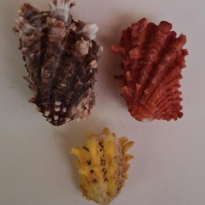 Puede incluir: Tres conchas marinas texturizadas en tonos marrón, rojo y amarillo. Las conchas tienen un aspecto áspero y puntiagudo, con crestas y patrones variados. Las conchas probablemente provienen del océano y podrían usarse con fines decorativos.