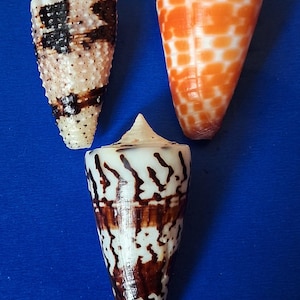 Peut inclure: Trois coquillages coniques aux motifs uniques. L'un est blanc avec des taches marron, un autre est orange avec un motif en damier, et le troisième est blanc avec des marques marron. Les coquillages sont sur un fond bleu.