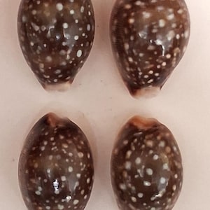 Peut inclure: Quatre coquillages marron et blancs tachetés. Les coquillages sont de forme ovale avec une finition brillante. Les taches blanches sont réparties sur la surface des coquillages. Ces coquillages naturels sont probablement utilisés à des fins décoratives.