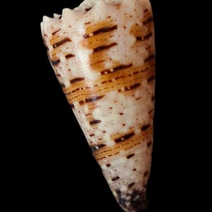 May include: A cone shell featuring a cream-coloured base with horizontal bands of dark brown markings and small white spots. The top edge of the shell has a series of small, pointed protrusions, and the base tapers to a dark, rounded point.