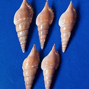 May include: Five spiral-shaped seashells with a light brown and white color scheme are arranged on a blue background. The shells have a pointed top and a textured surface, showcasing natural coastal elements.