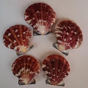 Peut inclure: Cinq coquilles Saint-Jacques disposées en cercle. Les coquilles sont d'un brun rougeâtre profond avec des marques blanches et crème rayonnant du centre. Chaque coquille a une surface texturée et une petite base sombre.