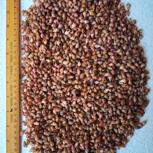 Snäckskal Phasianotrochus irisodontes 5000 st plus. Utvalda av god kvalitet och rena.