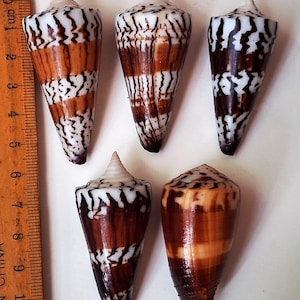 Peut inclure: Cinq coquillages en forme de cône avec des motifs marron, blancs et beiges. Les coquillages ont un sommet pointu et une surface lisse et brillante. Une règle en bois est dans l'image, montrant les centimètres.