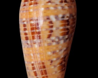 Conchiglia marina Conus dusaveli 73,5 mm, gemma, bella forma, perfetta per la pesca in acque profonde