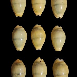 Puede incluir: Nueve conchas de color amarillo pálido con un acabado brillante están dispuestas sobre un fondo negro. Cada concha tiene una forma redondeada con una banda más oscura en el medio. Las conchas son un producto natural.