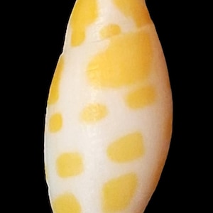 May include: A smooth, elongated sea shell with a pointed apex and a glossy white surface. The shell is decorated with a pattern of irregular, rounded yellow spots distributed across its length, creating a distinct contrast against the white base.