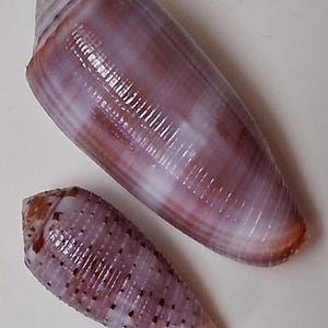 Peut inclure: Deux coquillages en forme de cône. Le plus grand est violet clair avec des rayures marron et blanches. Le plus petit a un motif tacheté de points brun foncé. Les deux coquillages ont une texture lisse et brillante.