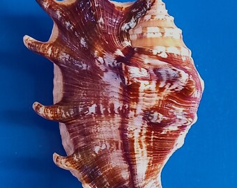 Sea shell Lambis lambis 108mm, gem, nice pattern body, Stunning