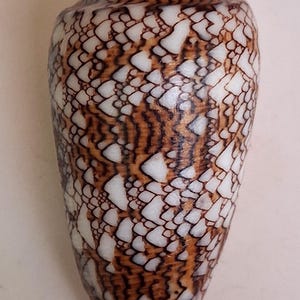 Sea Shell Conus textile 74mm, gem, nice pattern, superb